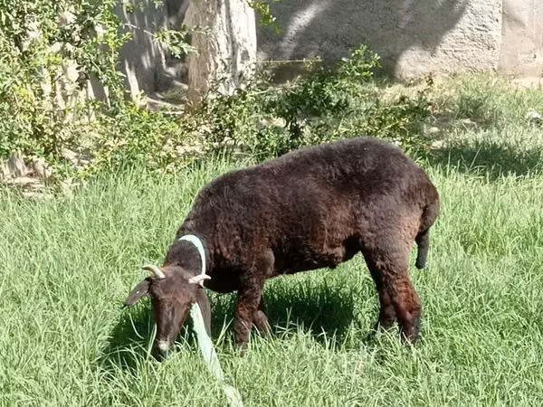 Ram, Sheep — Uzbekistan