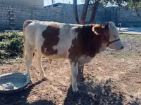 सांड, Simmental cattle — फ़ोटो 3