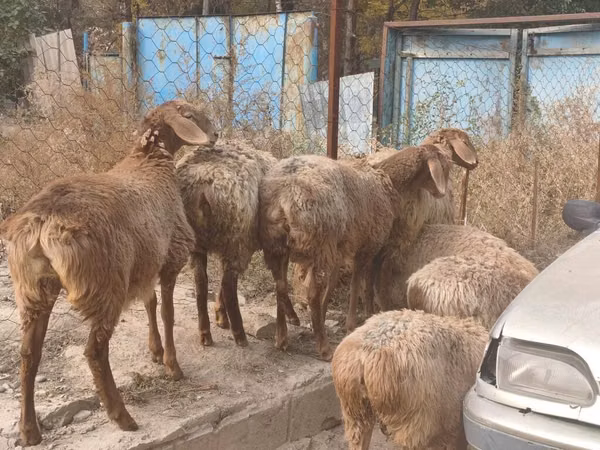 Brebis, Moutons