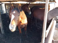 Horses (batch, sex not specified), Horse breed — photo 4