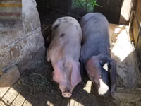 Sow, Pigs — photo 3