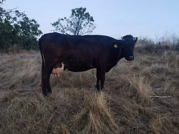Cow, Cattle — Moldova