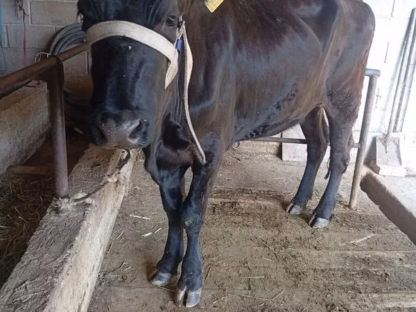 Krava, Russian Black pied cattle — Киргистан