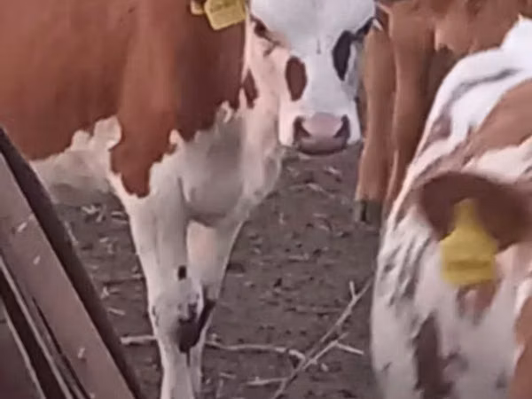 Cow, Simmental cattle — Kazakhstan