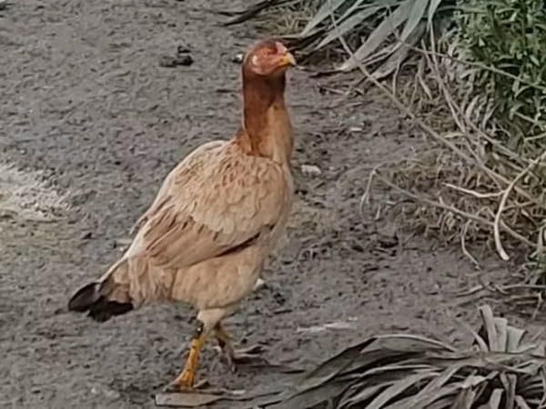 Chickens — Азербайжан