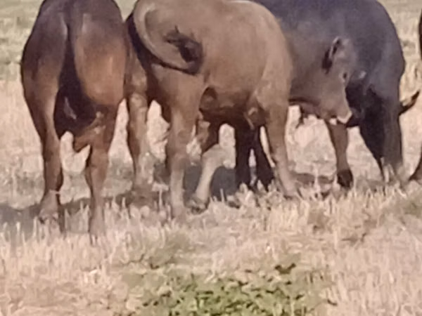 Bull, Cattle — Kyrgyzstan