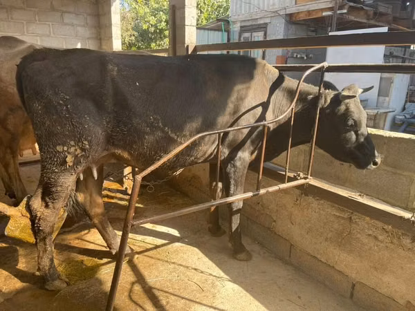Cow, Cattle — Kyrgyzstan