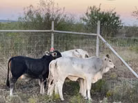 Vaca, Brahman — foto 4