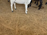 Ram, Sheep — photo 1