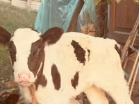 Cow, Russian Black pied cattle — photo 3