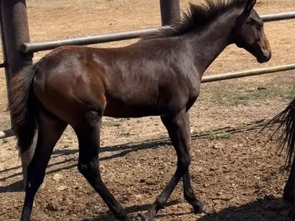 Модиён, Thoroughbred horse — Қазоқистон