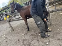 Caballo, Nonius horse — foto 2