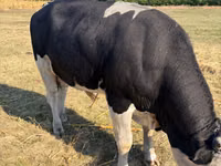 Bull, Simmental cattle — photo 5