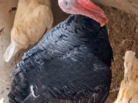 Turkeys — 5. fotó