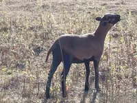 Ոչխար, Cameroon sheep — լուսանկար 3