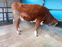 گائے, قازق سفید سر گائے — تصویر 5
