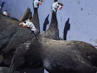 Guinea fowl — foto 4