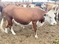 Cow, Latvian Blue cattle — photo 1