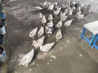 Ducks — снимка 4