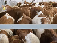 公牛, Simmental cattle — 照片 4