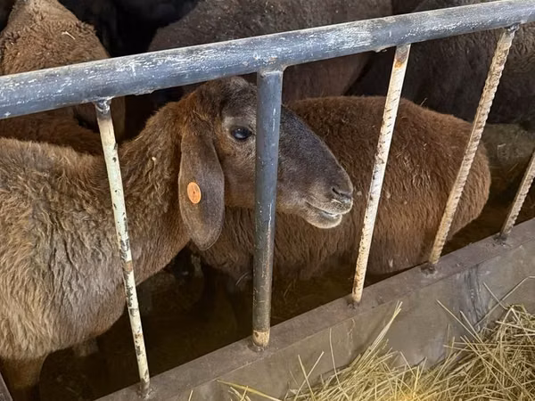 Sheep, Sheep — Uzbekistan