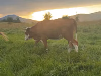 母牛, Cattle — 照片 1
