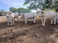 Гов, Charolais cattle — акс 7