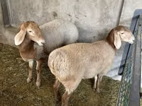 பெண் ஆடு, Arashan sheep — புகைப்படம் 6