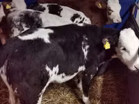 Byk, Simmental cattle — zdjęcie 4