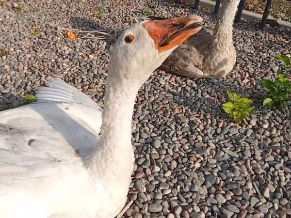 Geese — Kyrgyzstan