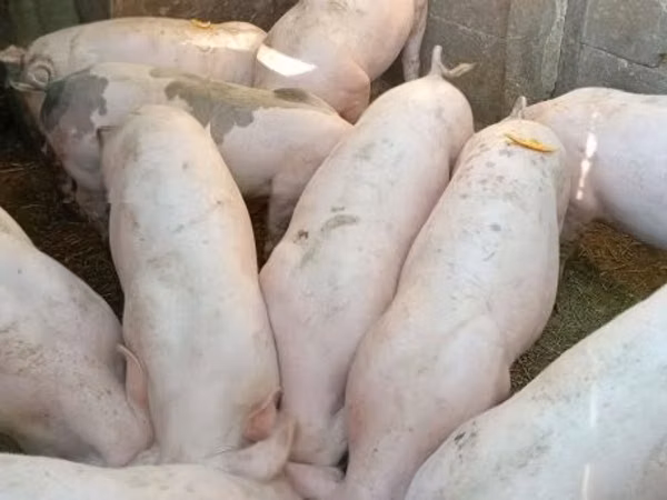 Babi hutan, Pigs