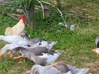 Geese — 4 зураг
