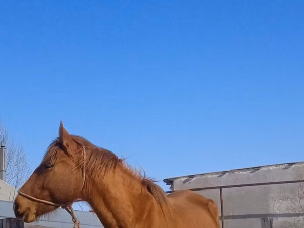 Mare, Horses — Kazakhstan