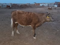 Vaca, Latvian Blue cattle — foto 4