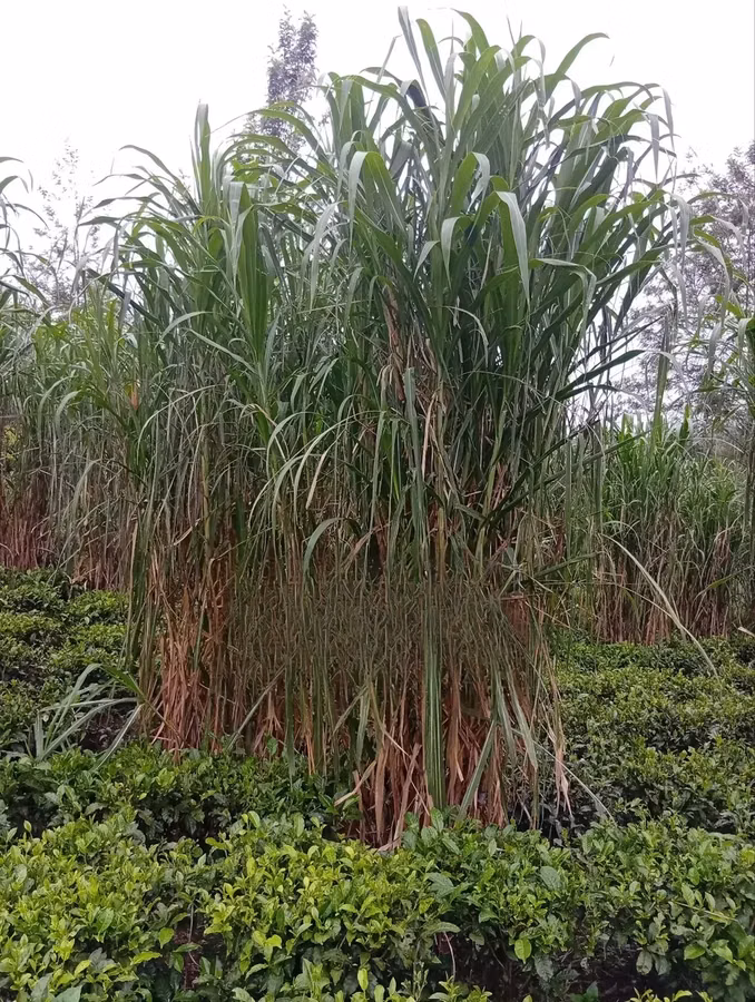 Juncao Chinese Magic Grass