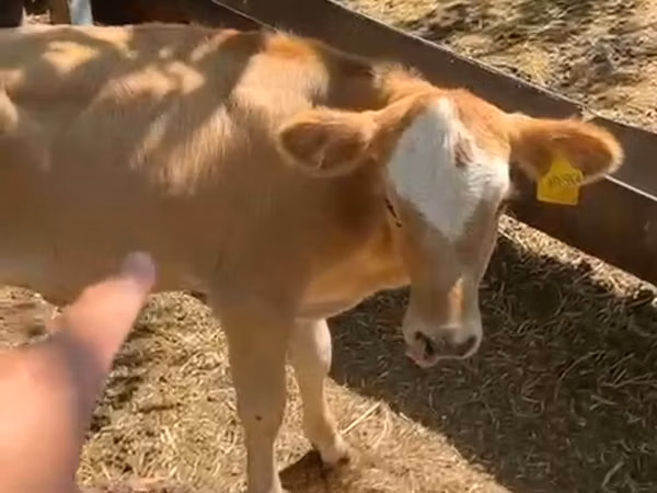 گاو و گوساله (گروه، جنسیت مشخص نشده), Simmental cattle