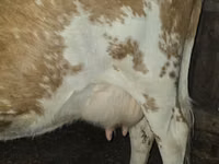 Cow, Simmental cattle — photo 3