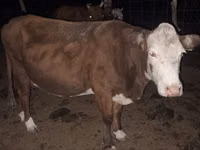 Cow, Latvian Blue cattle — photo 5