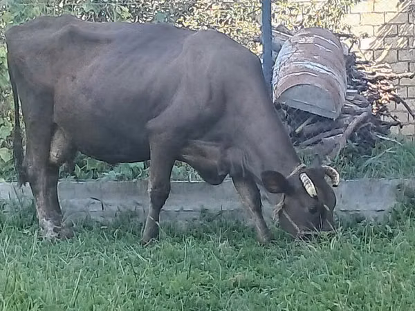 گاو ماده, Swiss cattle