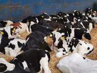 牛只（批次，未指定性别）, Simmental cattle — 照片 6