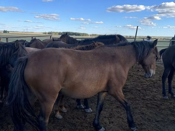 Mare, Kazakh horse