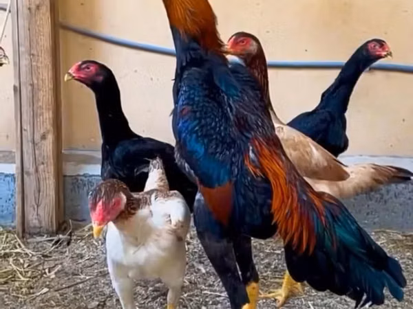 Chickens