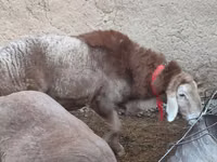 Ram, Rhon sheep — photo 3