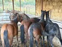 雄馬, Horse breed — 写真 6