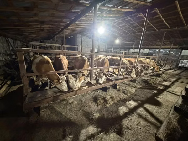 Vaca, Ganado vacuno