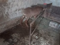 Խոյ, Ոչխարներ — լուսանկար 8