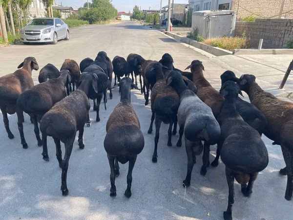 Koç, Koyunlar