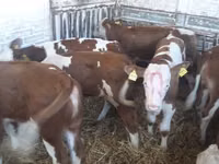 Sığır (parti, cinsiyet belirtilmedi), Simmental cattle — foto 2