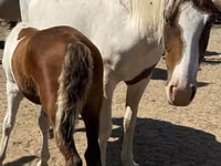 Kobila, Kazakh horse — fotografija 1