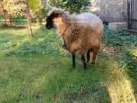 Schaap, Schapen — foto 2